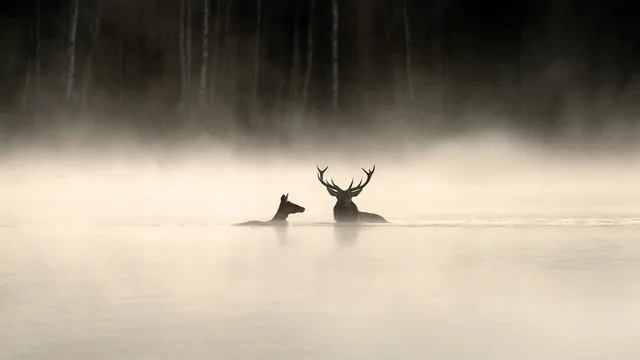 Whispers in the Woods
