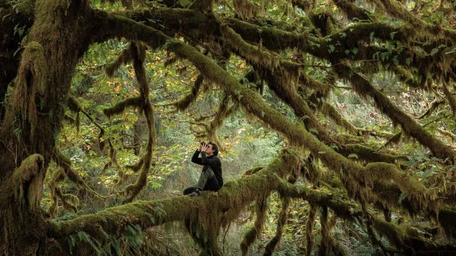 Whispers in the Woods