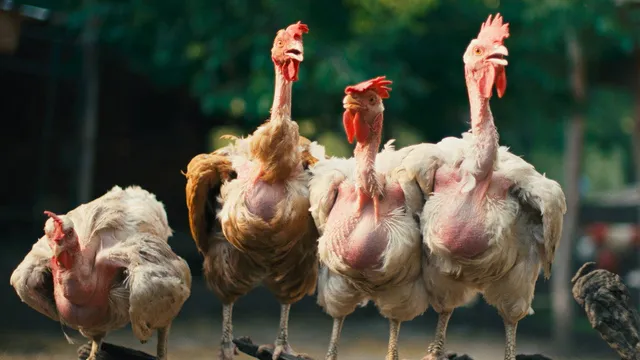 Hen