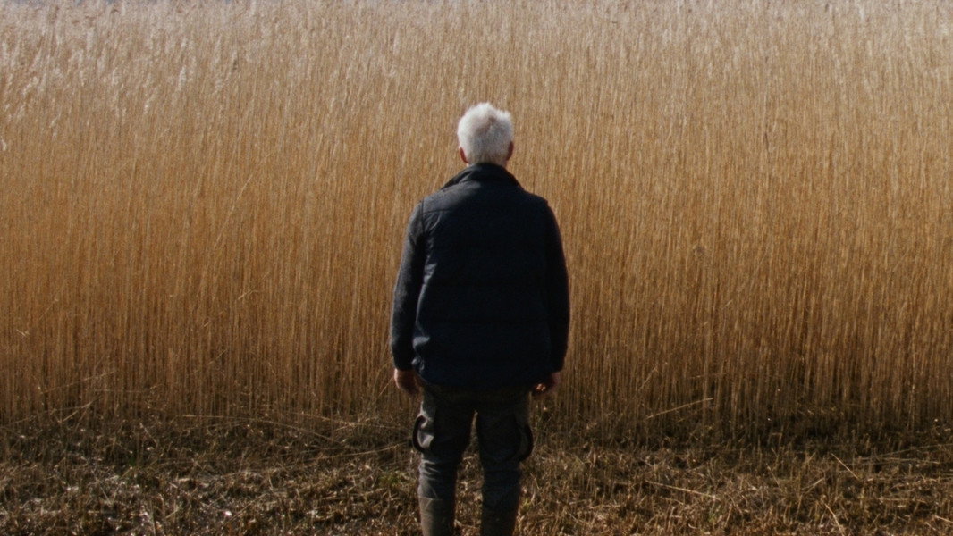Reedland
