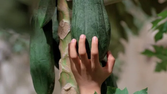 The Scent of Green Papaya